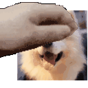 Cartoon Pet Pet Gif